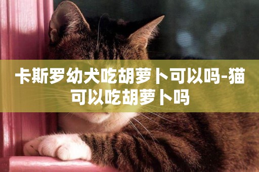 卡斯罗幼犬吃胡萝卜可以吗-猫可以吃胡萝卜吗